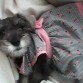 esta es miperrita se llama pepita